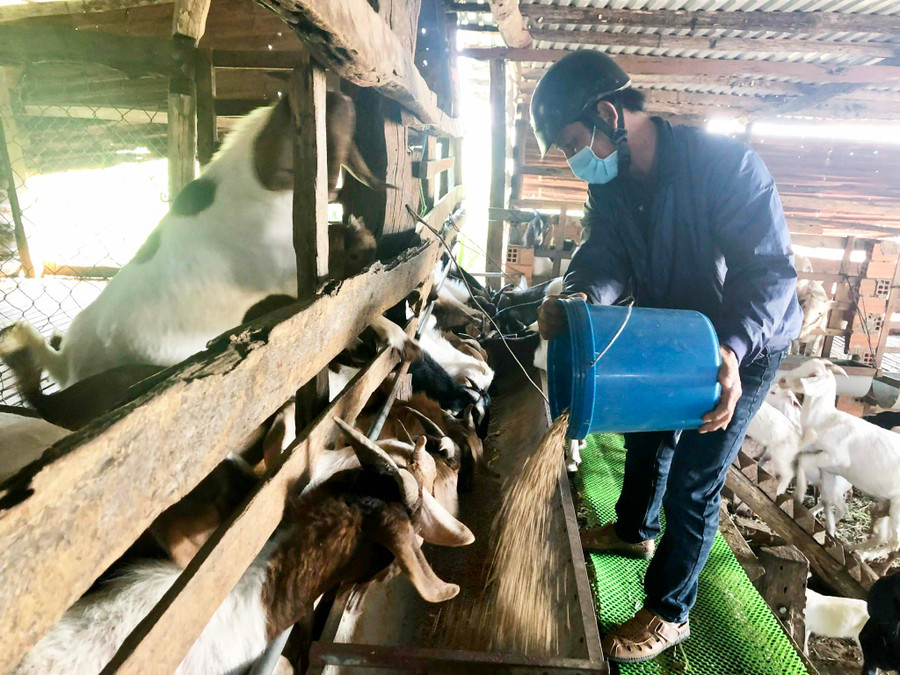 Ông Trương Viết Thảo -Phó Giám đốc HTX Vinh Phát cho dê ăn. Ảnh: Lê Nam