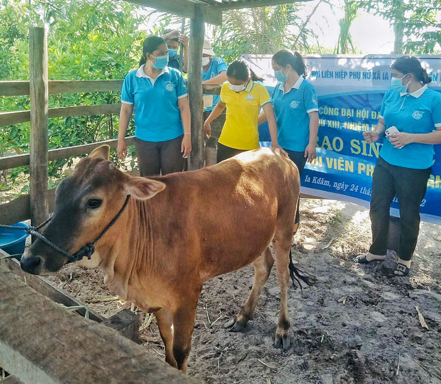 Trao bò sinh sản cho gia đình chị Nay H'Linda (xã Ia Kdăm, huyện Ia Pa). Ảnh: Minh Châu Trao bò sinh sản cho gai đình chị Nay HLinda. Ảnh: Minh Châu