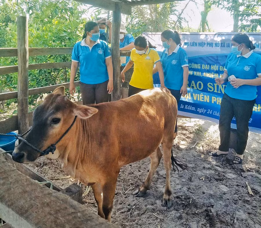  Trao bò sinh sản cho gai đình chị Nay HLinda. Ảnh: Minh Châu