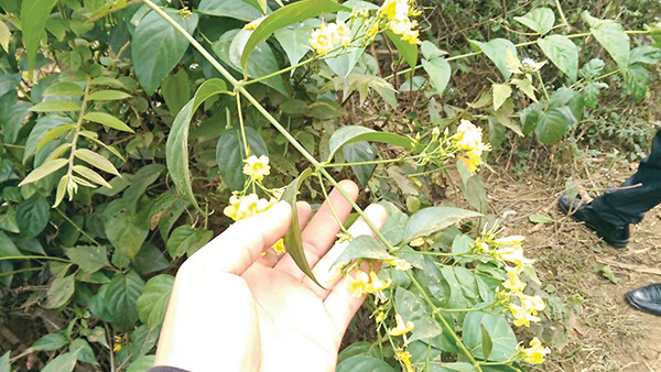 Ăn nhầm lá ngón, một người tử vong tại Bắc Kạn