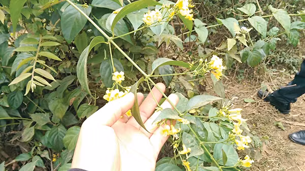 Ăn nhầm lá ngón, một người tử vong tại Bắc Kạn