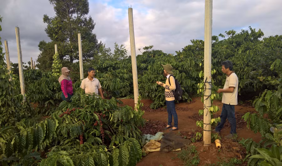 Công ty TNHH Vĩnh Hiệp tổ chức chuyển giao kỹ thuật cho nông dân trồng cà phê liên kết ngoài thực địa. Ảnh: Hà Duy