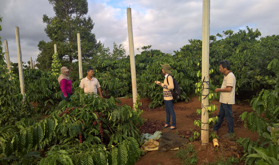 Công ty TNHH Vĩnh Hiệp tổ chức chuyển giao kỹ thuật cho nông dân trồng cà phê liên kết ngoài thực địa. Ảnh: Hà Duy