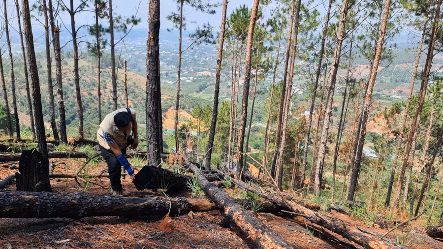 Rừng thông bị cưa hạ, đốt cháy. Ảnh: Lâm Viên