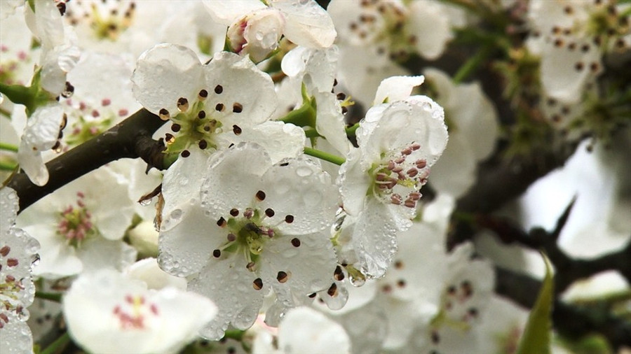 Ngắm những bông hoa lê trắng tinh khôi trong làn sương sớm của vùng cao luôn là một trải nghiệm thú vị. 
