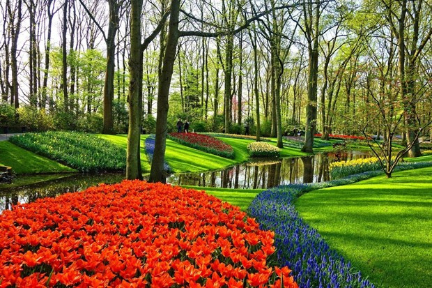Hà Lan nổi tiếng với loài hoa tulip. (Ảnh: CTV) Hà Lan nổi tiếng với loài hoa tulip. (Ảnh: CTV)
