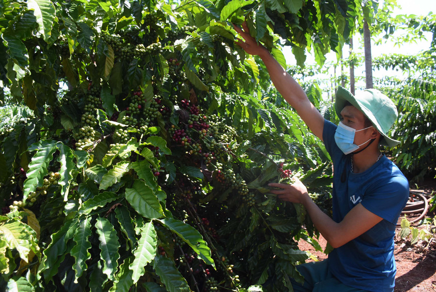 Huyện Ia Grai đang hướng đến mục tiêu phát triển vùng trồng cà phê đặc sản trên địa bàn lên đến 900 ha vào năm 2030. Ảnh: Minh Nguyễn