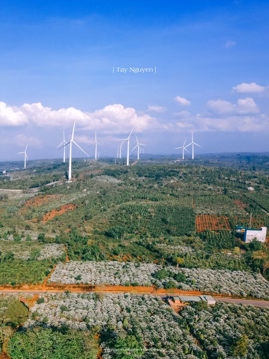 Rẫy cà phê nở hoa trắng tuyết nhìn từ trên cao.