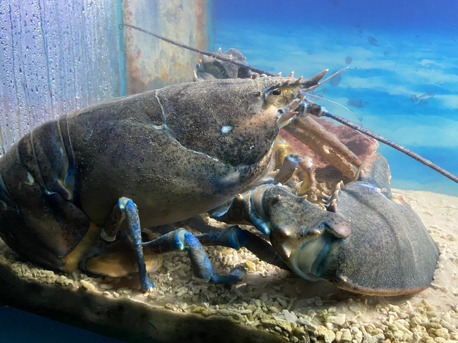 Tôm hùm Alaska có màu xanh độc đáo hiện diện tại Viện Hải dương học Nha Trang. Ảnh: Thế Quang