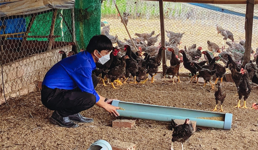 Mô hình CLB Thanh niên chăn nuôi gà của Đoàn xã Phú An (huyện Đak Pơ) góp phần tạo việc làm, nâng cao thu nhập cho thanh niên. Ảnh: Thiên Di Mô hình CLB Thanh niên chăn nuôi gà của Đoàn xã Phú An (huyện Đak Pơ) góp phần tạo việc làm, nâng cao thu nhập cho thanh niên. Ảnh: Thiên Di