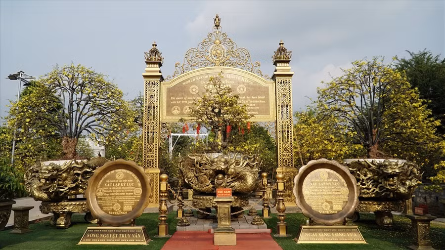 Ngoài sở hữu cho mình cây sộp trên, anh còn sở hữu cho mình nhiều loại cây cũng đã được xác lập kỷ lục trong nước và quốc tế.