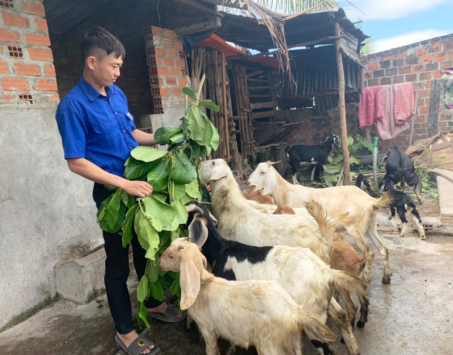 Mô hình chăn nuôi tổng hợp của anh Lê Quang Hiển bước đầu mang lại hiệu quả kinh tế cao. Ảnh: Vũ Chi