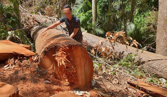 La liệt gỗ bị cưa hạ