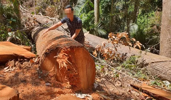 La liệt gỗ bị cưa hạ