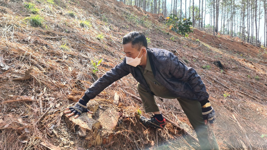 Thông bị cắt sát gốc rồi lấp đất lên bề mặt để phi tang. Ảnh: Lâm Viên