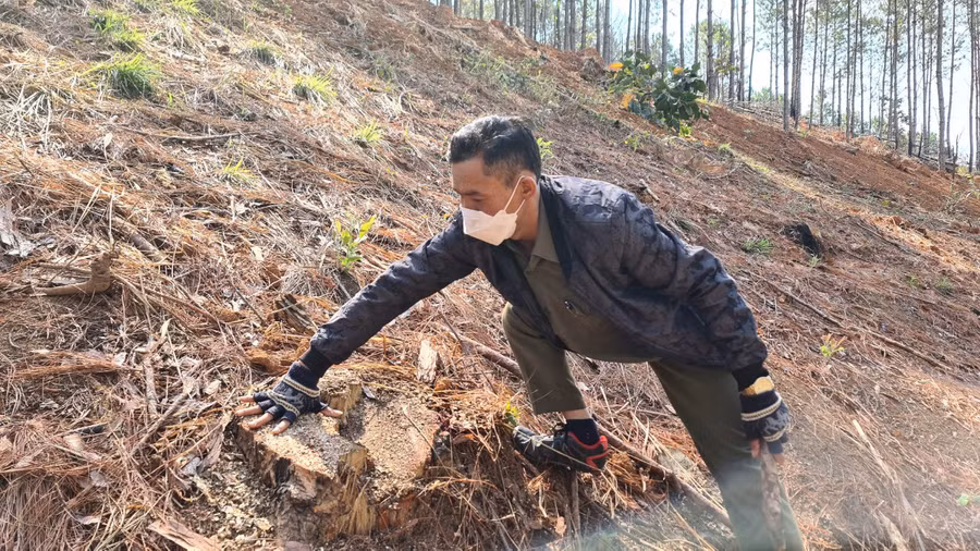 Thông bị cắt sát gốc rồi lấp đất lên bề mặt để phi tang. Ảnh: Lâm Viên