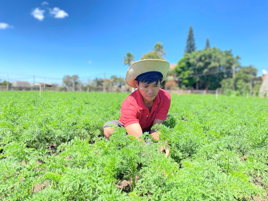 3- Ông Nguyễn Văn Thảo (thôn 2, xã An Phú) là hậu duệ của “vua rau An Mỹ” một thời. Ảnh: Hồng Thi.