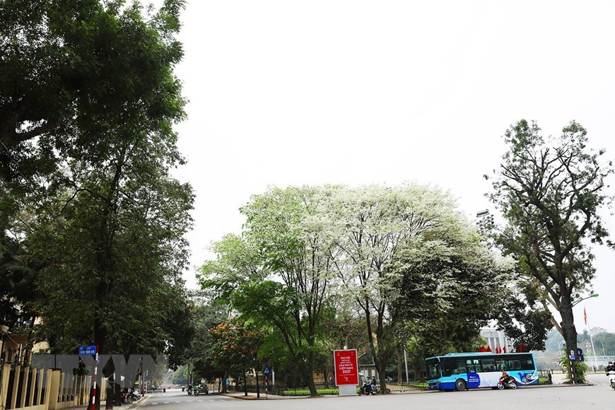 Hoa sưa nở trắng một góc phố Hà Nội. Ảnh: Phạm Hậu/TTXVN