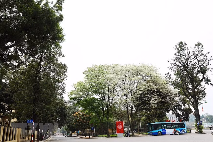 Hoa sưa nở trắng một góc phố Hà Nội. Ảnh: Phạm Hậu/TTXVN