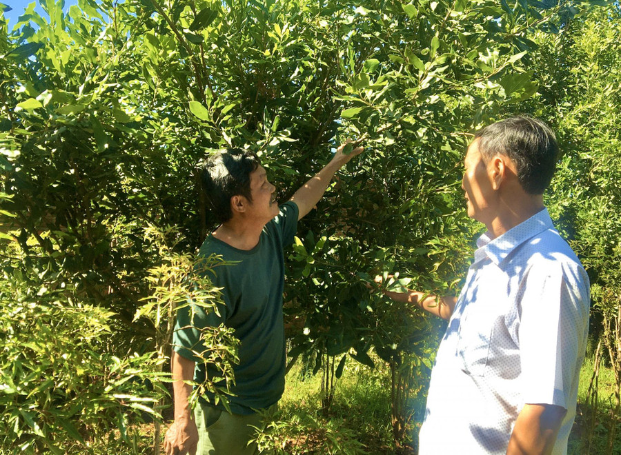 Cây mắc ca phát triển nhiều ở các tỉnh Tây Nguyên. Ảnh: Báo Đắk Lắk. Cây mắc ca phát triển nhiều ở các tỉnh Tây Nguyên. Ảnh: Báo Đắk Lắk.