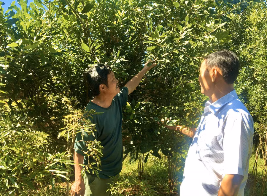 Cây mắc ca phát triển nhiều ở các tỉnh Tây Nguyên. Ảnh: Báo Đắk Lắk.