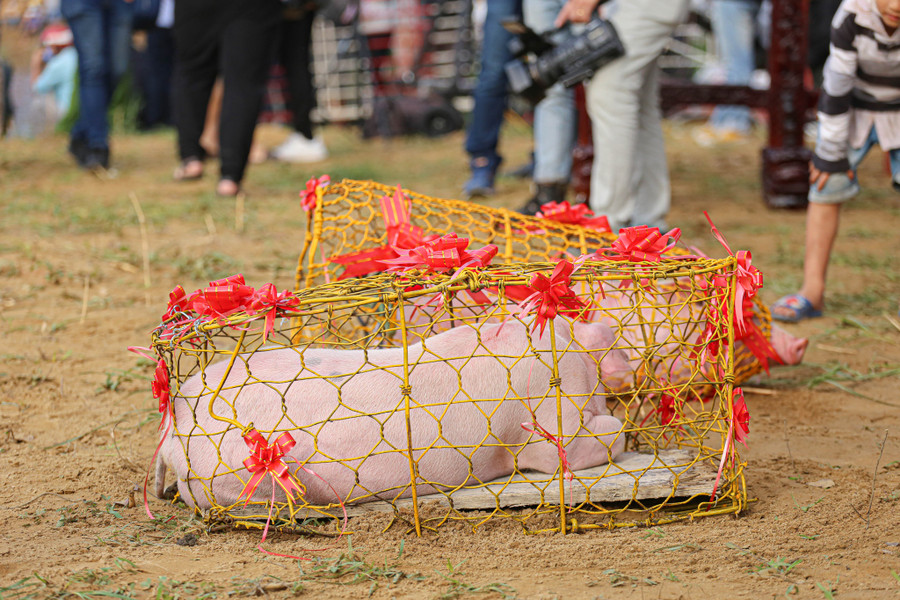 Giải đua ghe truyền thống không thể thiếu phần thưởng là những chú lợn thịt để cúng. Ảnh: Lê Hoài Nhân