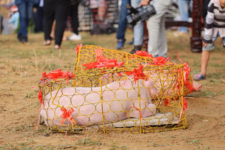 Giải đua ghe truyền thống không thể thiếu phần thưởng là những chú lợn thịt để cúng. Ảnh: Lê Hoài Nhân