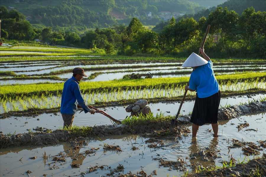 Những thửa ruộng bậc thang đã tạo nên một nét đẹp thu hút sự khám phá của khách du lịch trên khắp mọi miền cả nước, là một điểm đến lý tưởng của các nghệ sĩ nhiếp ảnh đến sáng tác. Những thửa ruộng bậc thang đã tạo nên một nét đẹp thu hút sự khám phá của khách du lịch trên khắp mọi miền cả nước, là một điểm đến lý tưởng của các nghệ sĩ nhiếp ảnh đến sáng tác.