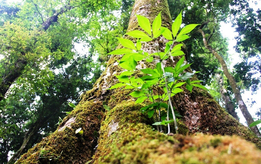 Cây sâm Ngọc Linh mọc dưới cây rừng. Ảnh: Mạnh Cường Cây sâm Ngọc Linh mọc dưới cây rừng. Ảnh: Mạnh Cường