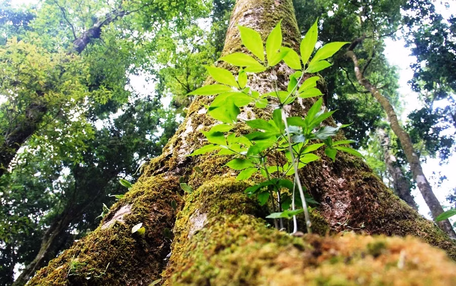  Cây sâm Ngọc Linh mọc dưới cây rừng. Ảnh: Mạnh Cường