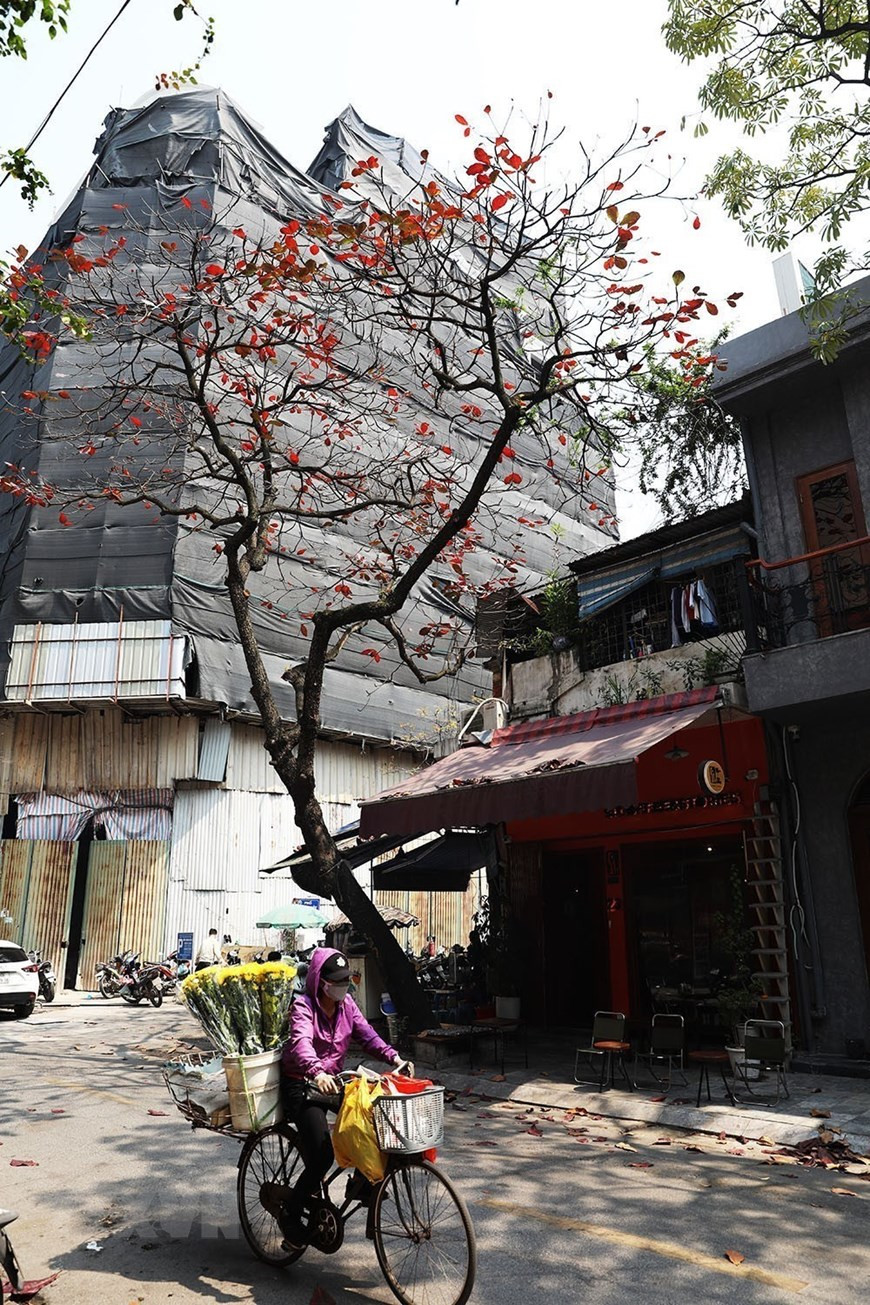 Góc phố Hà Nội trở nên thân thương, gần gũi hơn với cây bàng lá đỏ. Ảnh: Phạm Hậu/TTXVN