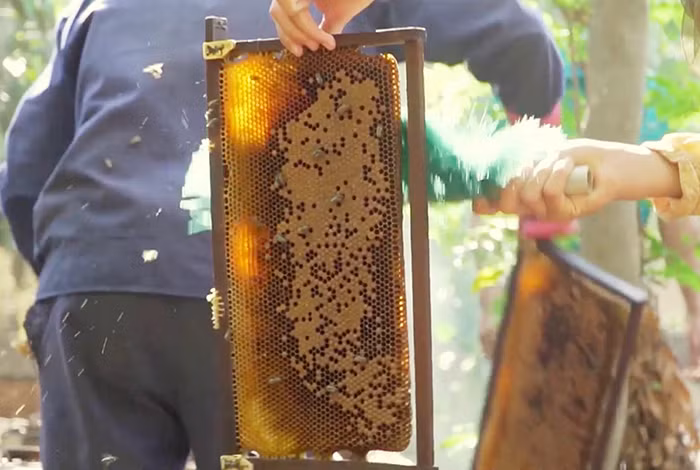 Cuối mùa, thành quả là những cầu ong đầy mật.