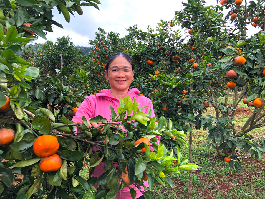 Vườn quýt hồng của bà Nguyễn Thị Thêu (thôn Thống Nhất, xã Sơn Lang, huyện Kbang) được chăm sóc theo tiêu chuẩn VietGAP cho thu nhập 250 triệu đồng/năm. Ảnh: Ngọc Minh