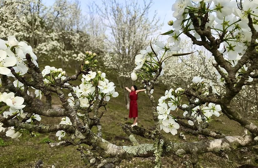 Những năm qua, du khách thập phương đã biết nhiều đến hoa lê Hồng Thái và tìm về mỗi dịp hoa bung nở. 