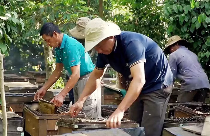 Trại ong của anh Long giữa rừng cà phê cuối mùa hoa.