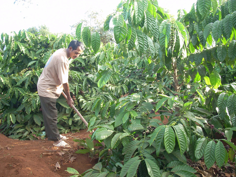 Nông dân xã Nghĩa Hưng (huyện Chư Păh) chăm sóc cà phê. Ảnh: N.D