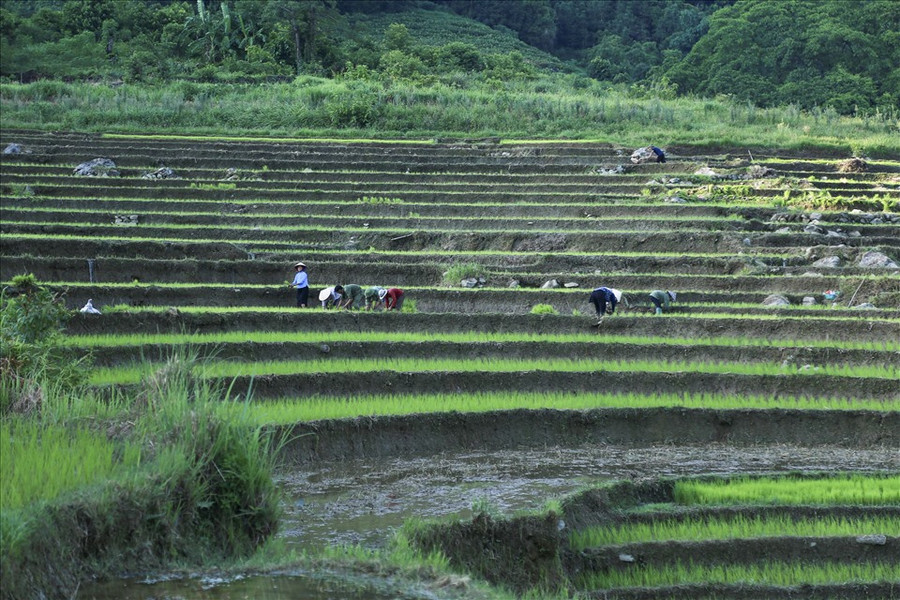 Những thửa ruộng bậc thang, dưới chân núi đang được lấp đầy bởi những cây lúa non. Những thửa ruộng bậc thang, dưới chân núi đang được lấp đầy bởi những cây lúa non.
