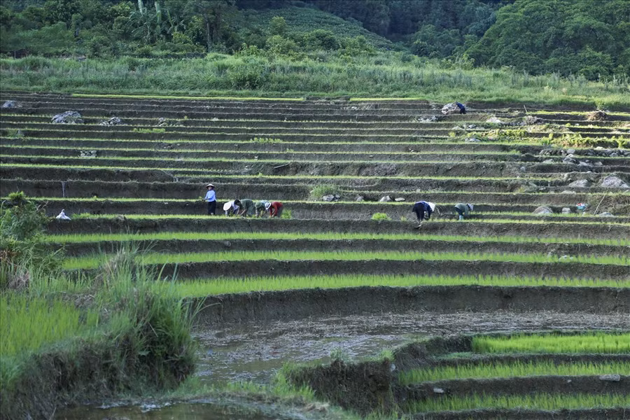 Những thửa ruộng bậc thang, dưới chân núi đang được lấp đầy bởi những cây lúa non.