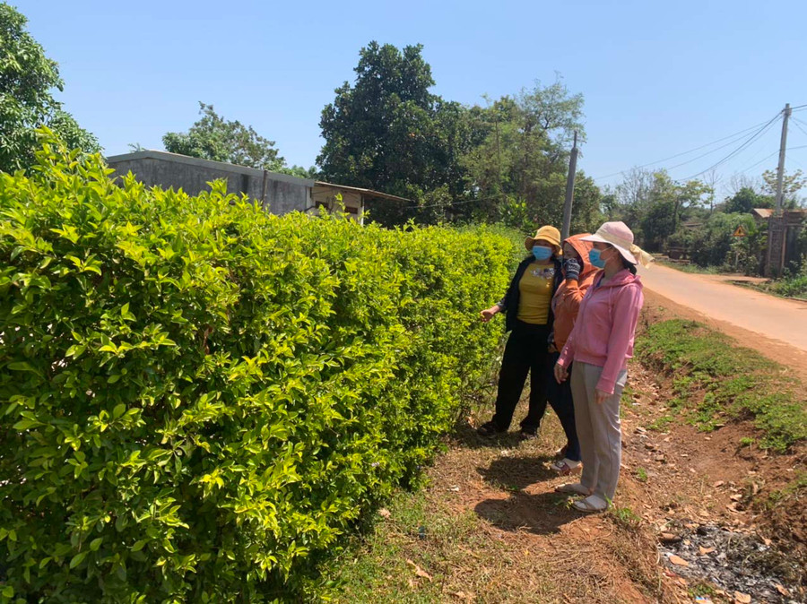 Hàng rào xanh của gia đình chị Siu Bah (làng Ó, xã Ia Vê, huyện Chư Prông). Ảnh: Nhật Hào