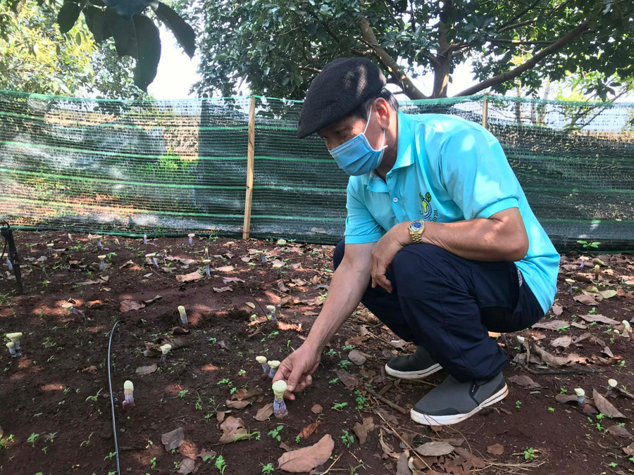 Ông Trần Ngọc Ấn-Chủ tịch Hội đồng Thành viên Công ty TNHH lâm nông nghiệp vi sinh Vios Five A bên vườn nấm linh chi đỏ trồng dưới tán cây ăn quả. Ảnh: Nguyễn Diệp