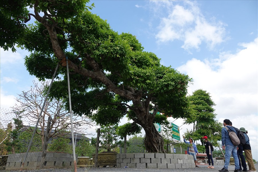Cây sộp đang được trưng bày tại CLB Mai vàng Sa Đéc thu hút nhiều người đến tham quan chiêm ngưỡng.