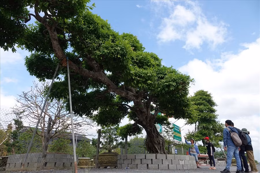 Cây sộp đang được trưng bày tại CLB Mai vàng Sa Đéc thu hút nhiều người đến tham quan chiêm ngưỡng.