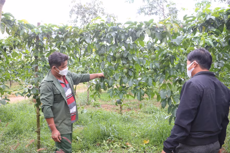 Chanh dây phát triển mạnh trên địa bàn xã Ia Pếch, huyện Ia Grai. Ảnh: Nguyễn Diệp