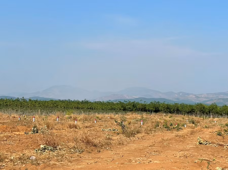 Khu vườn của gia đình ông C. bị người khác tự ý phân lô. Ảnh: Đức Nhật