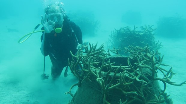 Du khách lặn xem san hô. Nguồn: condaopark.com.vn