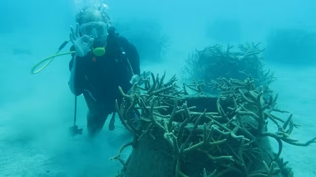 Du khách lặn xem san hô. Nguồn: condaopark.com.vn