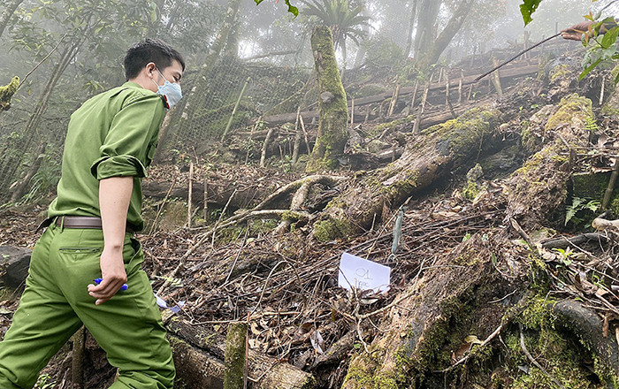 Cán bộ Công an xã Trà Linh tiếp cận hiện trường một vụ mất trộm sâm Ngọc Linh.