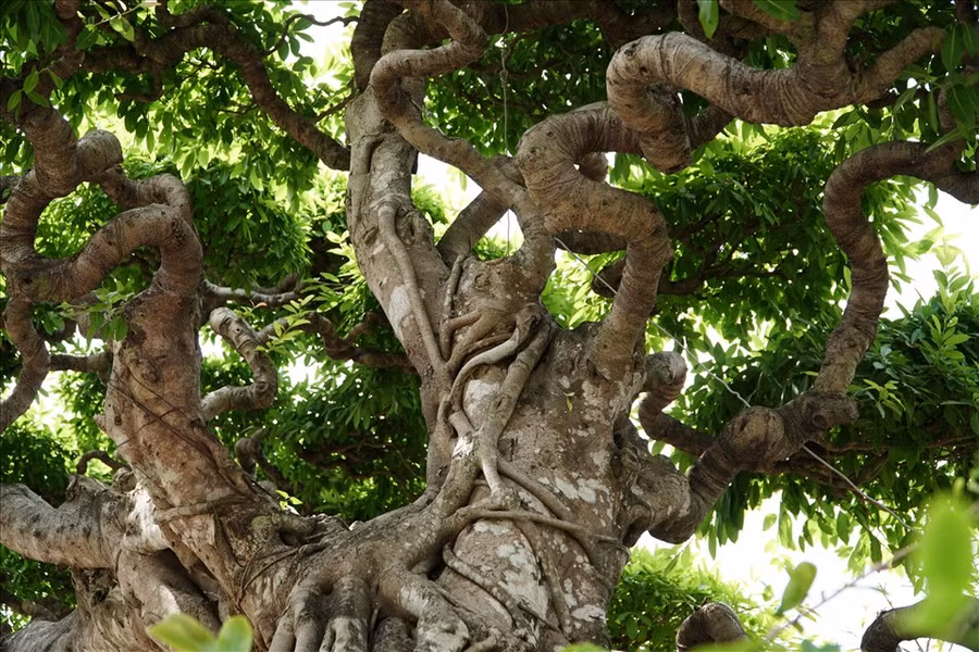 Lý giải về cái tên “Đại long kỳ mộc”, anh cho rằng, thân cây mọc ngang tự nhiên, dáng bay, gốc to, đuôi nhỏ dần giống như con rồng đang chuẩn bị bay lên, từ chỗ đó mới đặt tên cây như vậy.