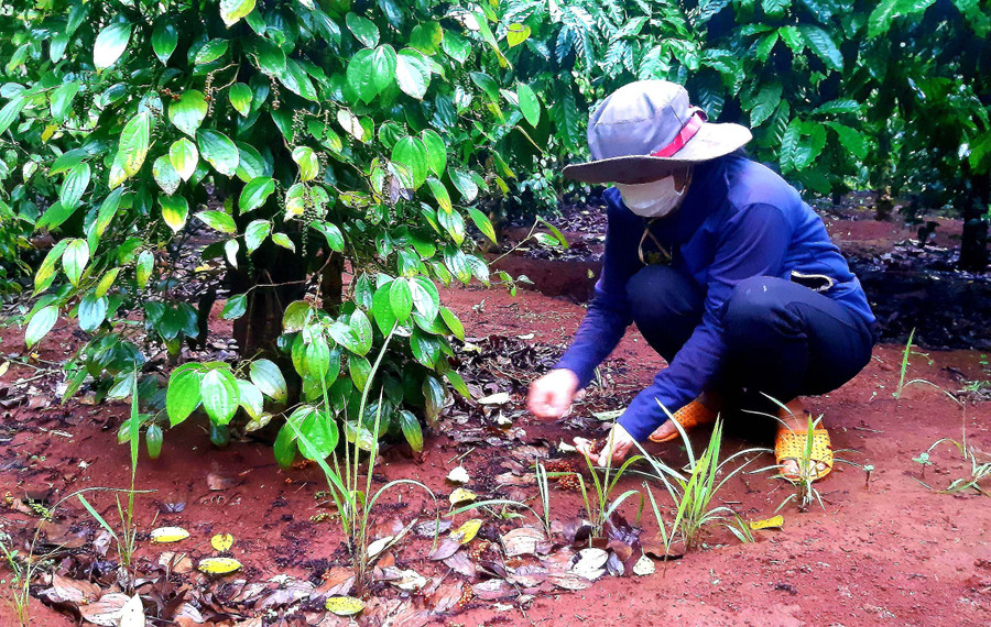Người dân xã Ia Hlốp (huyện Chư Sê) gặp khó khi thu hoạch hồ tiêu do mưa lớn. Ảnh: Anh Quân