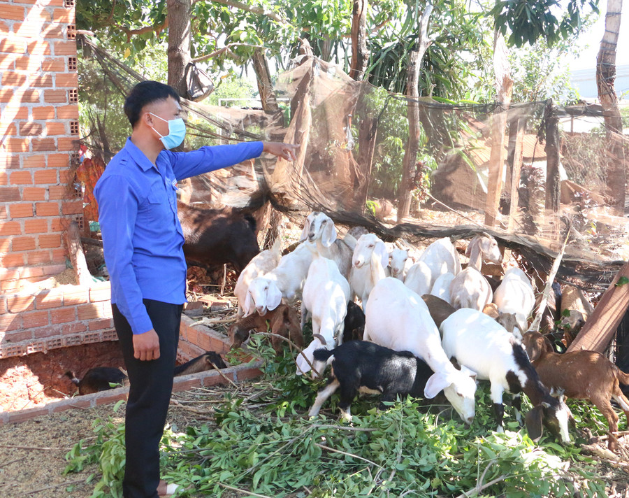 Anh Bùi Đình Long chăm sóc đàn dê của gia đình. Ảnh: Quang Tấn  Anh Bùi Đình Long chăm sóc đàn dê của gia đình. Ảnh: Quang Tấn